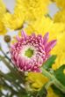 macro of chrysanthemum bud