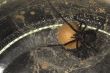 Black Widow Spider