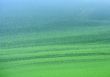 Algae in Still Water