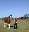 Horse Showing