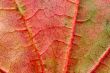 extreme close-up of autumn leaf