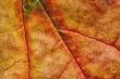 autumn leaf macro