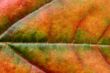 extreme close-up of autumn leaf