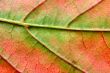 extreme close-up of autumn leaf