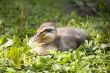 Nestling of an eider