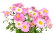chrysanthemums on white