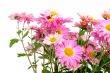 chrysanthemums on white