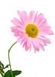 chrysanthemums on white