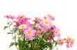 chrysanthemums on white