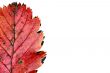 colorful leaf on white