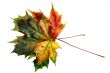 colorful leaves on white
