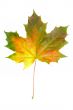 colorful leaf on white