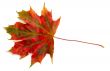 colorful leaf on white
