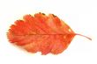 colorful leaf on white