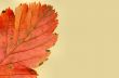 colors of autumn