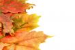 colorful leaves on white