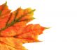 colorful leaves on white