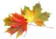 colorful leaves on white