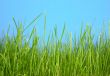 grass macro against blue