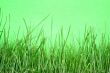 grass macro against blue
