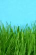 grass macro