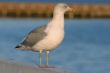 close-up of majestic seagull