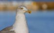 close-up of majestic seagull