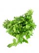 parsley isolated