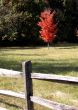 Fence with autumn tree