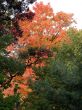 Orange fall leaves