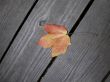 Leaf on bridge