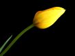 Yellow Tulip Bud