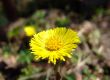 Coltsfoot flower 2