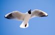 The seagull in flight