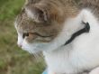white-grey cat