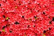 Azaleas