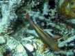 Great Barrier Reef