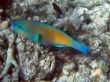 Great Barrier Reef
