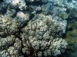 Great Barrier Reef