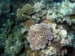 Great Barrier Reef
