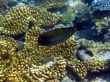 Great Barrier Reef