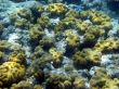 Great Barrier Reef