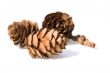 Three fir cones