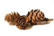 Three fir cones