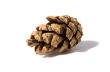 Fir cone