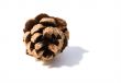 Fir cone