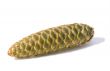 Fir cone