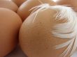 hen eggs