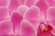 orchid bckground