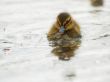 close-up of a cute duckling
